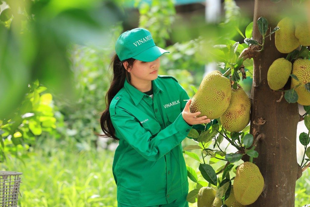 Không chỉ có lúa, trang trại giờ đây có thể trồng được rất nhiều cây ăn trái như mít, đu đủ, xoài… bên cạnh những cánh đồng cỏ, bắp rộng hàng trăm hecta cung cấp thức ăn cho bò.“Chúng tôi áp dụng phương pháp luân canh để cải tạo đất đai. Sau khi thu hoạch lúa, cánh đồng sẽ được “tái tạo” lại dưỡng chất trong đất, để sẵn sàng cho vụ bắp, cỏ mùa xuân” – Anh Nguyễn Văn Minh, Trưởng ban trồng trọt tại Green Farm Tây Ninh cho biết. Không chỉ có lúa, trang trại giờ đây có thể trồng được rất nhiều cây ăn trái như mít, đu đủ, xoài… bên cạnh những cánh đồng cỏ, bắp rộng hàng trăm hecta cung cấp thức ăn cho bò.“Chúng tôi áp dụng phương pháp luân canh để cải tạo đất đai. Sau khi thu hoạch