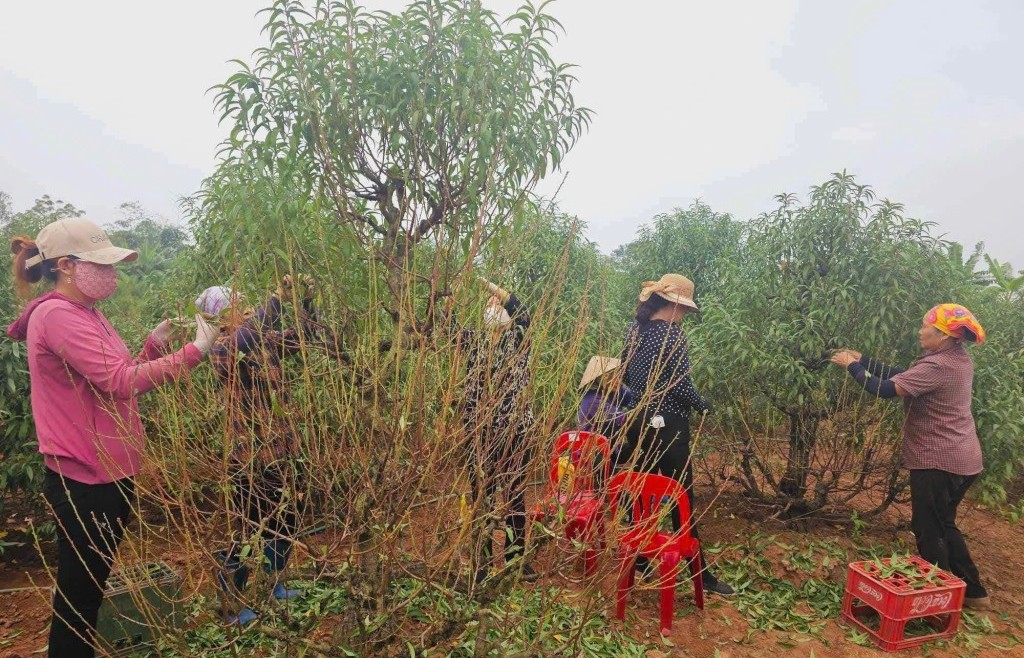 Nhộn nhịp làng hoa Hồng Thái