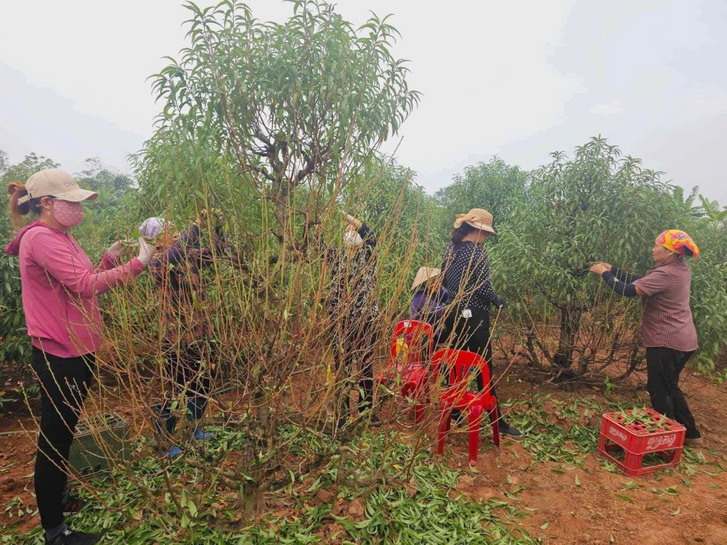 Nhộn nhịp làng hoa Hồng Thái