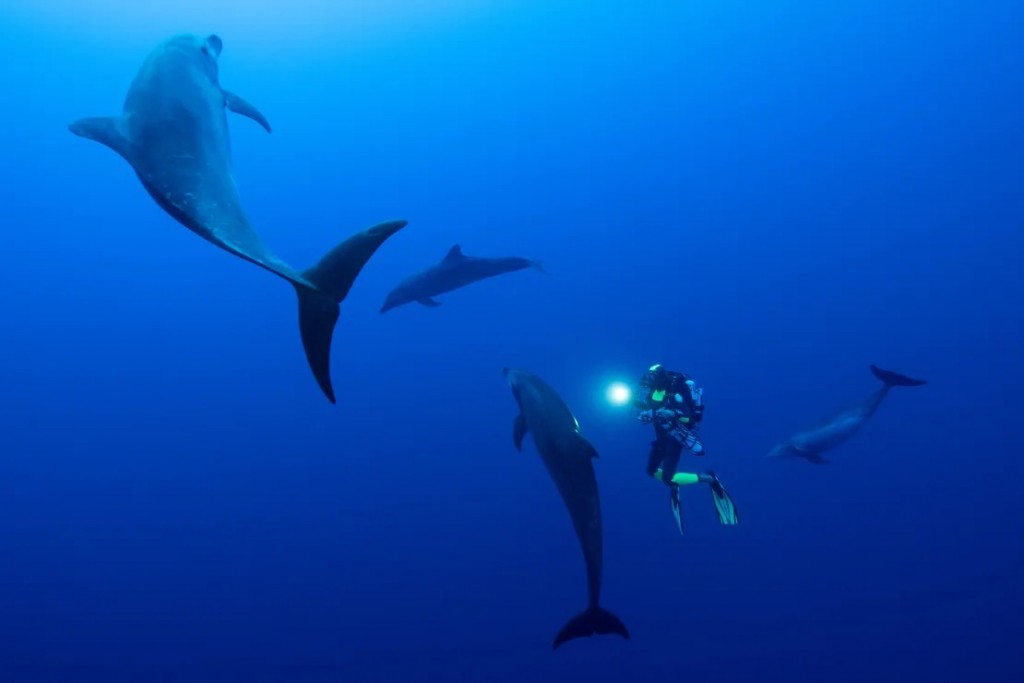 Lặn cùng cá heo trong một chuyến thám hiểm tại Rangiroa, Polynesia thuộc Pháp, năm 2018 (Ảnh: Franck Gazzola/Under The Pole)