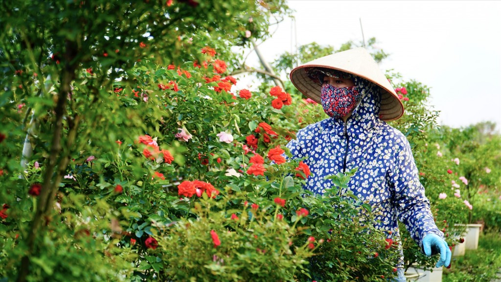 Đây là cơ hội để quảng bá “thủ phủ hoa Hà Nội” đến với du khách trong nước và quốc tế.