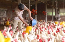 Hà Nội đẩy mạnh đầu tư ứng dụng công nghệ cao trong chăn nuôi