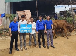 Tặng bò cho đoàn viên dân tộc thiểu số có hoàn cảnh khó khăn