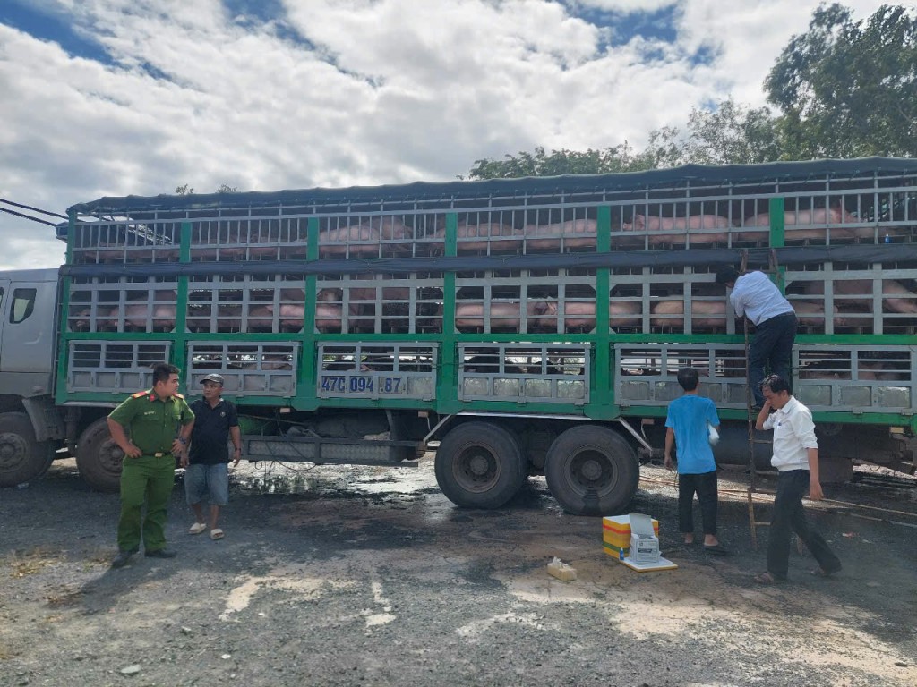 Lực lượng Cảnh sát Môi trường kiểm tra xe tải chở lợn lậu tại khu vực biên giới, phát hiện số lượng lớn lợn không qua kiểm dịch thú y.