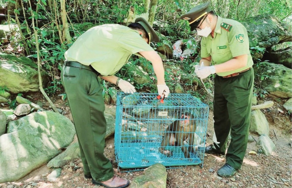 Phục hồi, bảo vệ và phát triển bền vững các loài động vật hoang dã