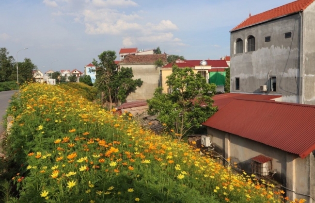 35km tuyến đê xanh mát, hoa cỏ sắc hương bao quanh Đan Phượng