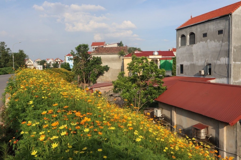 Tuyến đê nở hoa tại Đan Phượng