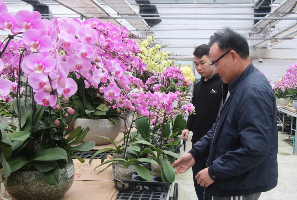 Những ngày gần đây, vườn hoa của anh Huy luôn nhộn nhịp du khách tìm đến tận vườn hoa lan hồ điệp lớn nhất Hà Tĩnh để tham quan, chọn mua hoặc đặt hàng trước. Những ngày gần đây, vườn hoa của anh Huy luôn nhộn nhịp du khách tìm đến tận vườn hoa lan hồ điệp lớn nhất Hà Tĩnh để tham quan, chọn mua hoặc đặt hàng trước.