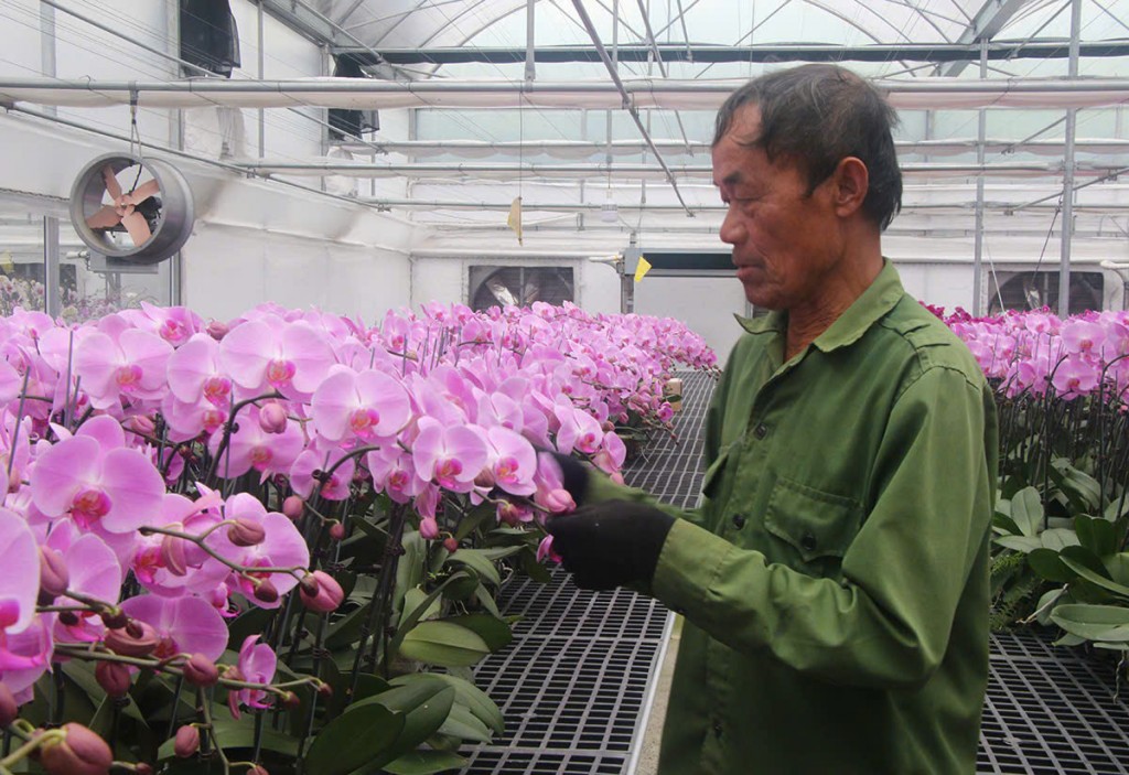 Tại vườn, công nhân đang chăm sóc tỉ mỉ những cành hoa lan để chuẩn bị xuất bán ra thị trường. Tại vườn, công nhân đang chăm sóc tỉ mỉ những cành hoa lan để chuẩn bị xuất bán ra thị trường.