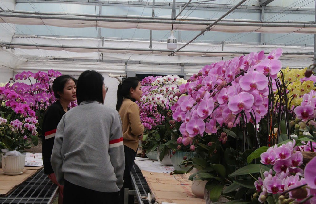 Hiện tại, đa số hoa trong vườn của anh Huy đã được khách hàng chốt đơn, đặc hàng, chỉ chờ ngày chuyển đi giao. Hiện khách hàng của anh chủ yếu như: Hà Tĩnh Nghệ An, Thanh Hóa, Hà Nội… Hiện tại, đa số hoa trong vườn của anh Huy đã được khách hàng chốt đơn, đặc hàng, chỉ chờ ngày chuyển đi giao. Hiện khách hàng của anh chủ yếu như: Hà Tĩnh Nghệ An, Thanh Hóa, Hà Nội…