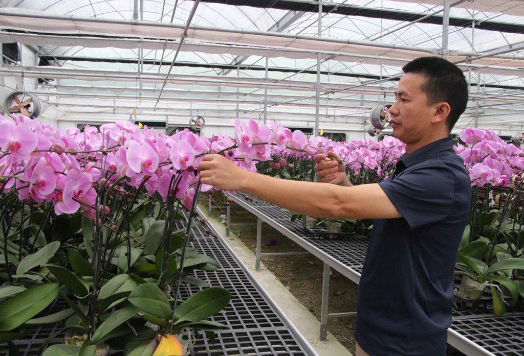 Sau gần 1 năm chăm sóc, vườn hoa lan hồ điệp của anh Phạm Văn Huy tại thôn Thanh Lan (xã Thạch Khê, TP.Hà Tĩnh) với nhiều chủng loại, màu sắc rực rỡ sẽ được xuất bán ra thị trường dịp Tết Nguyên đán 2025 với khoảng gần 7 vạn cây. Sau gần 1 năm chăm sóc, vườn hoa lan hồ điệp của anh Phạm Văn Huy tại thôn Thanh Lan (xã Thạch Khê, TP.Hà Tĩnh) với nhiều chủng loại, màu sắc rực rỡ sẽ được xuất bán ra thị trường dịp Tết Nguyên đán 2025 với khoảng gần 7 vạn cây.