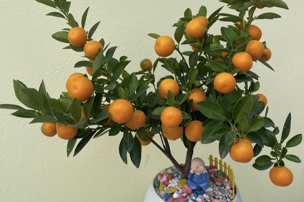 Kinh doanh mặt hàng phục vụ Tết bạn trẻ có thu nhập tốt