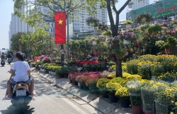 Hoa kiểng Tết đổ về TP Hồ Chí Minh, giá chưa biến động