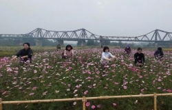 Vẻ đẹp mới của bến hoa Phúc Xá