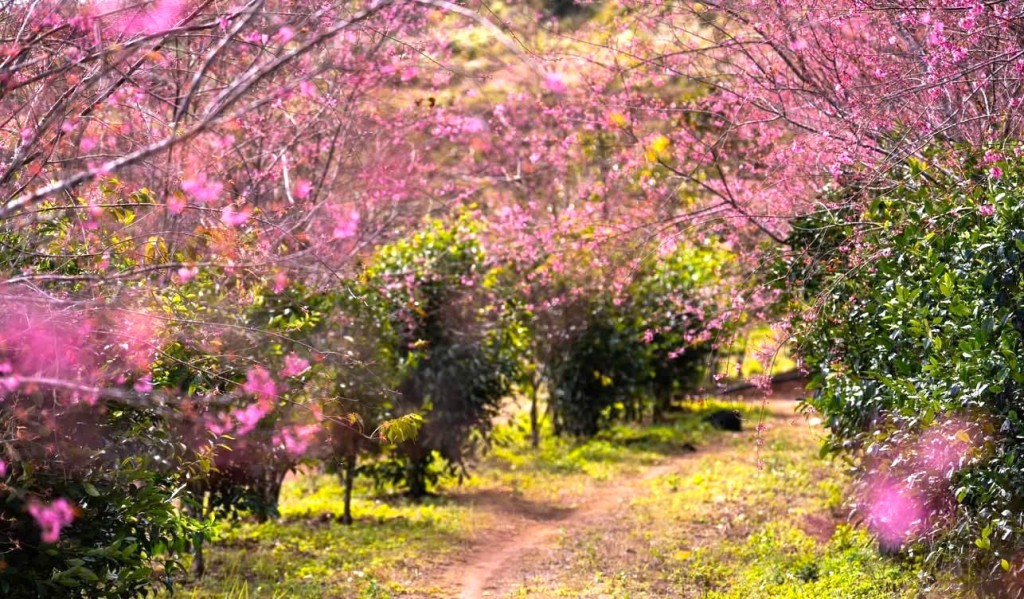 Kon Tum: Hoa anh đào khoe sắc rực rỡ trên đỉnh Măng Đen