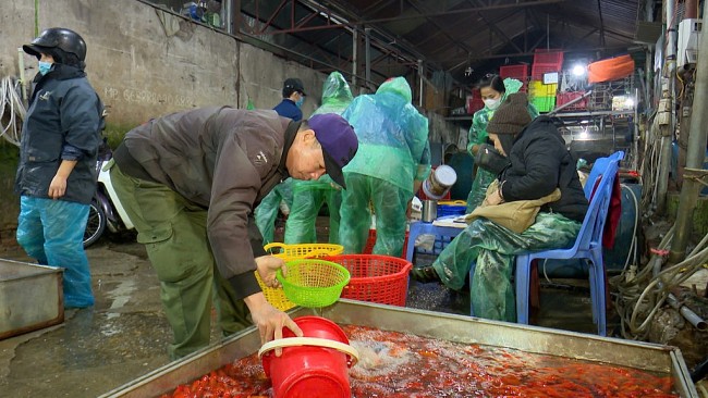Chợ cá lớn nhất Hà Nội nhộn nhịp ngày ông Công, ông Táo