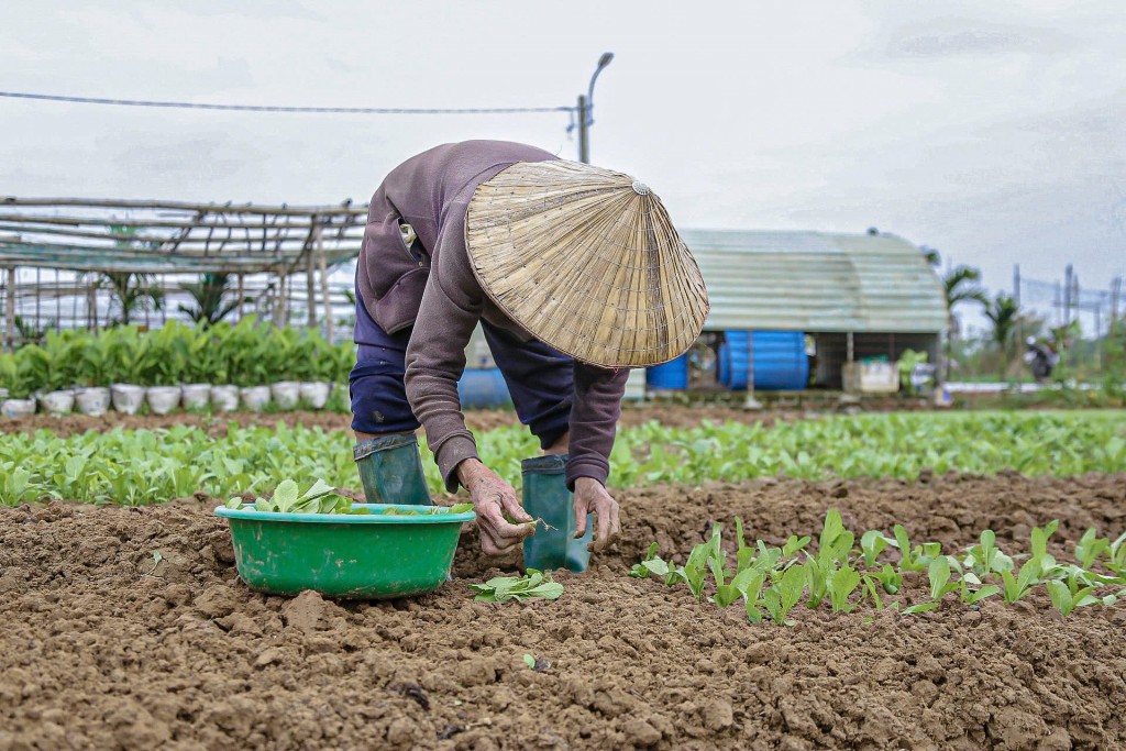 làng rau La Hường có diện tích khoảng 10ha, cung cấp cho thị trường khoảng 500 tấn rau, quả/năm (Ảnh Đ.Minh)