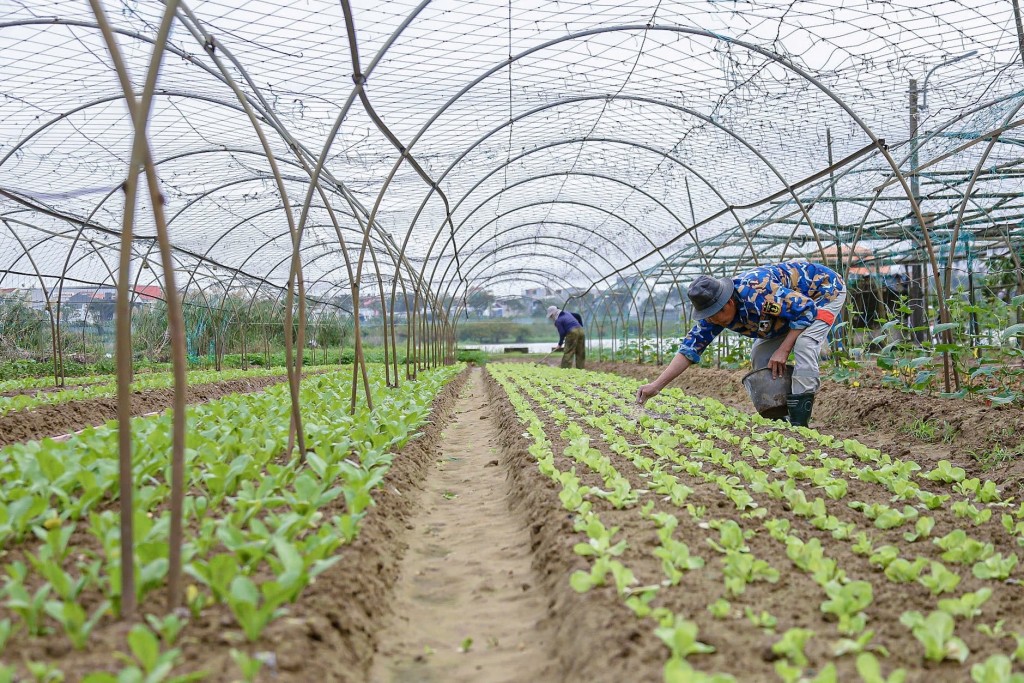 Đà Nẵng: Mưa lạnh kéo dài, giá rau gần Tết tăng cao