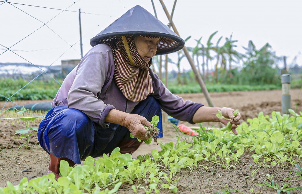 Nâng cao kỹ thuật giúp nông dân sản xuất nông nghiệp hiệu quả