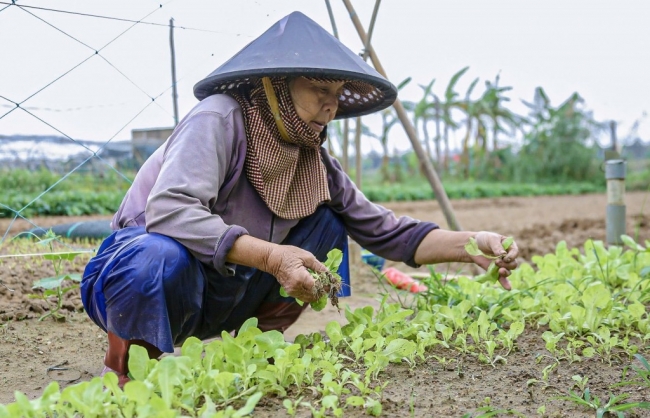 Nâng cao kỹ thuật giúp nông dân sản xuất nông nghiệp hiệu quả