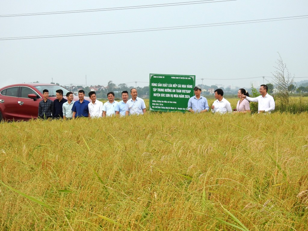Mở rộng diện tích sản xuất lúa nếp cái hoa vàng theo hướng hàng hóa