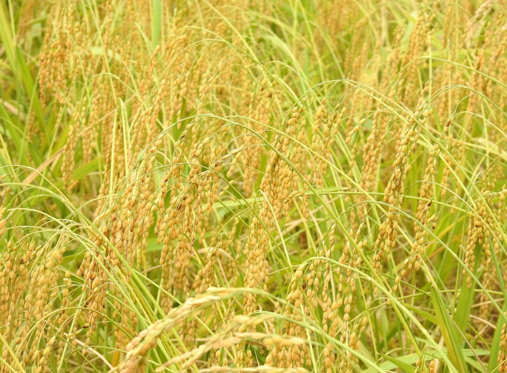 Mở rộng diện tích sản xuất lúa nếp cái hoa vàng theo hướng hàng hóa