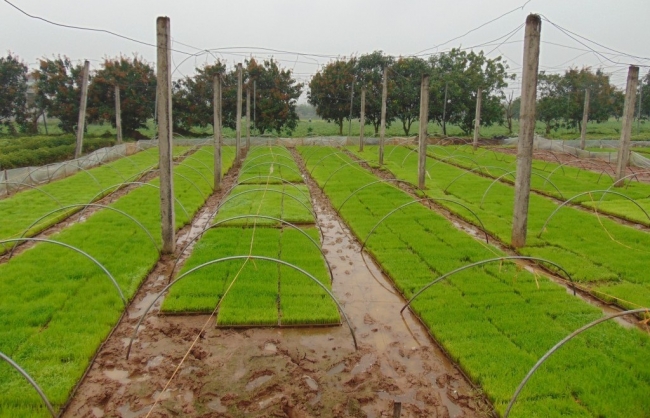 Bà con nông dân chủ động phòng chống rét cho mạ và lúa non