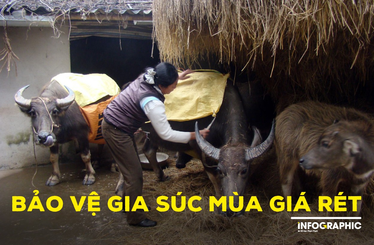 Bảo vệ gia súc mùa giá rét
