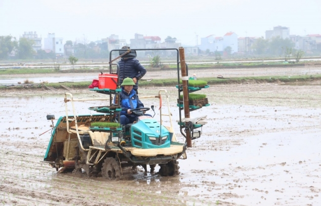 Bà con nông dân Phú Xuyên rộn ràng xuống đồng vụ Xuân