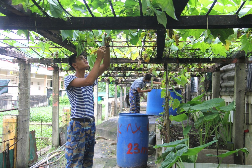 Các chiến sĩ tăng gia, chăm sóc rau xanh để cải thiện bữa ăn trong thời tiết khắc nghiệt ở đảo