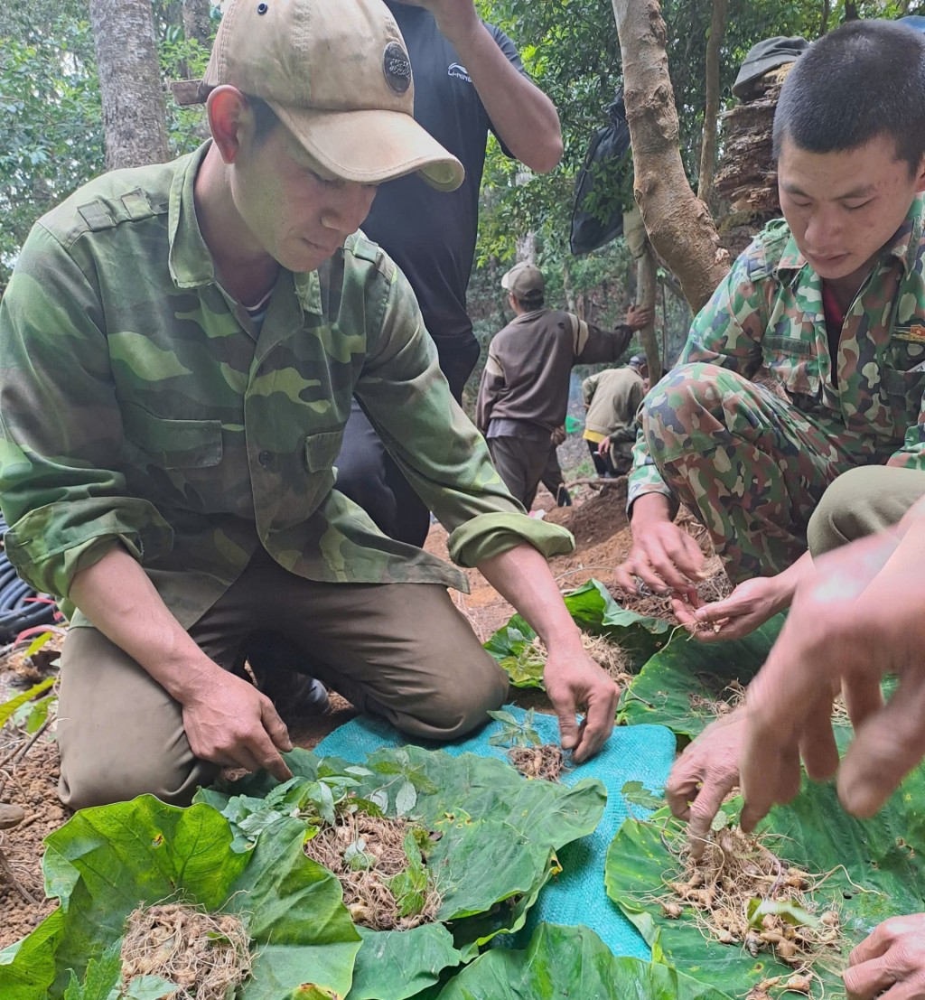 Kon Tum: Cấp hơn 3.000 cây giống sâm Ngọc Linh cho người dân