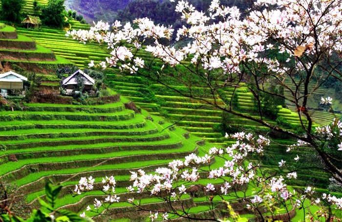 Mùa xuân, tình người nơi rẻo cao Trạm Tấu