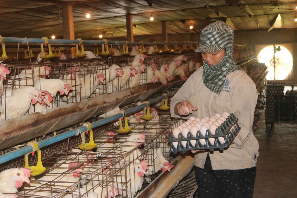 Nông dân Thủ đô bảo vệ cây trồng, vật nuôi trong thời tiết mưa, rét
