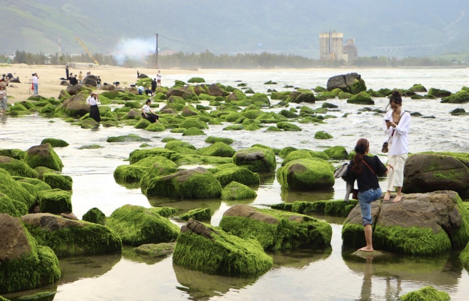 Mùa rêu Nam Ô đẹp như tranh, du khách thích thú check-in