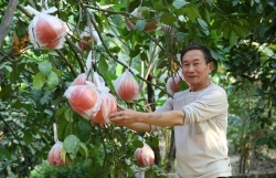 Cơ cấu sản xuất nông nghiệp chuyển dịch theo hướng tích cực