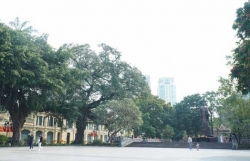 Không di dời, chặt hạ cây cổ thụ tại vườn hoa Lý Thái Tổ