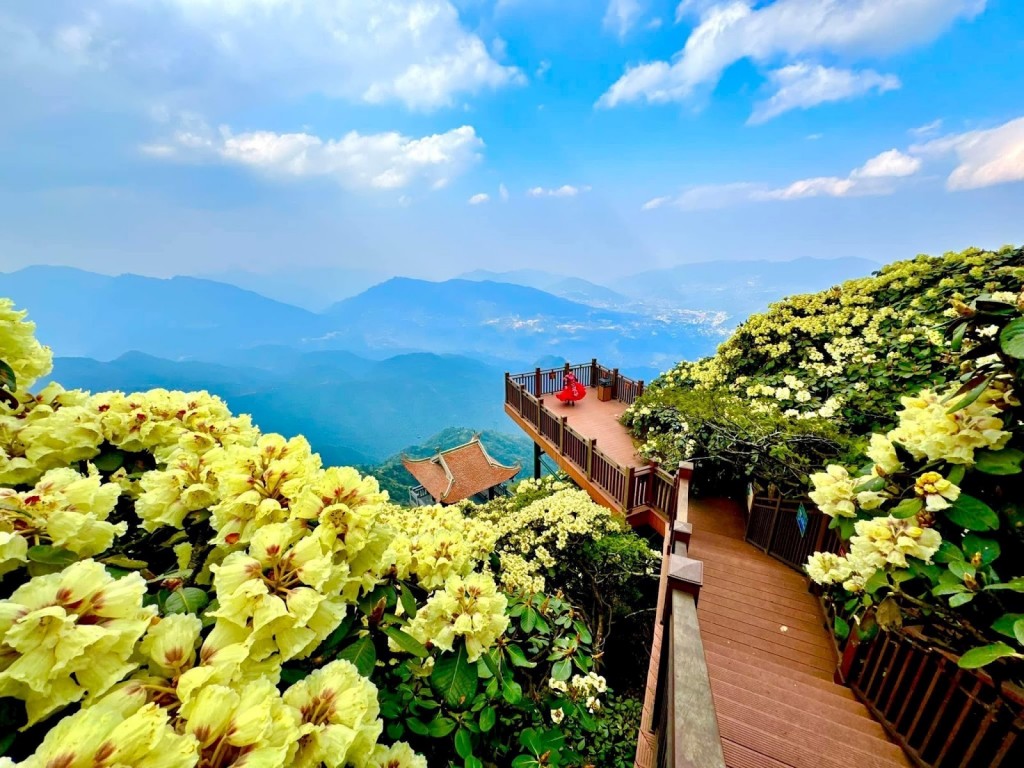 Hành trình săn hoa đỗ quyên trên đỉnh trời Tây Bắc