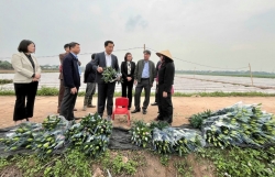 Phát triển kinh tế nông thôn theo hướng nông nghiệp xanh