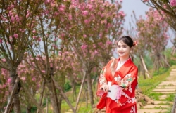 Độc đáo đồi hoa anh đào giữa núi rừng Tây Bắc