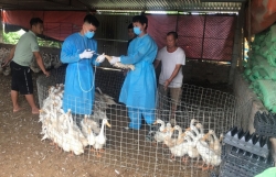 Triển khai đồng bộ, quyết liệt, có hiệu quả các giải pháp phòng, chống dịch bệnh gia súc, gia cầm