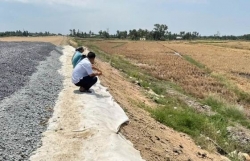 Chỉ đạo của Phó Thủ tướng về tình hình lúa chết cạnh cao tốc Cần Thơ - Cà Mau