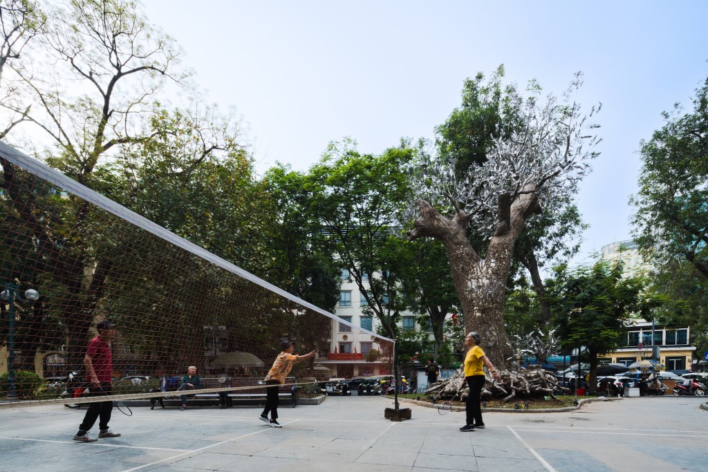 Cây xà cừ tiếp tục hòa mình vào cuộc sống thường nhật của người dân Hà Nội