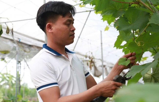 Nông trại nho của chàng kỹ sư Hà Nội