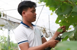 Nông trại nho của chàng kỹ sư Hà Nội