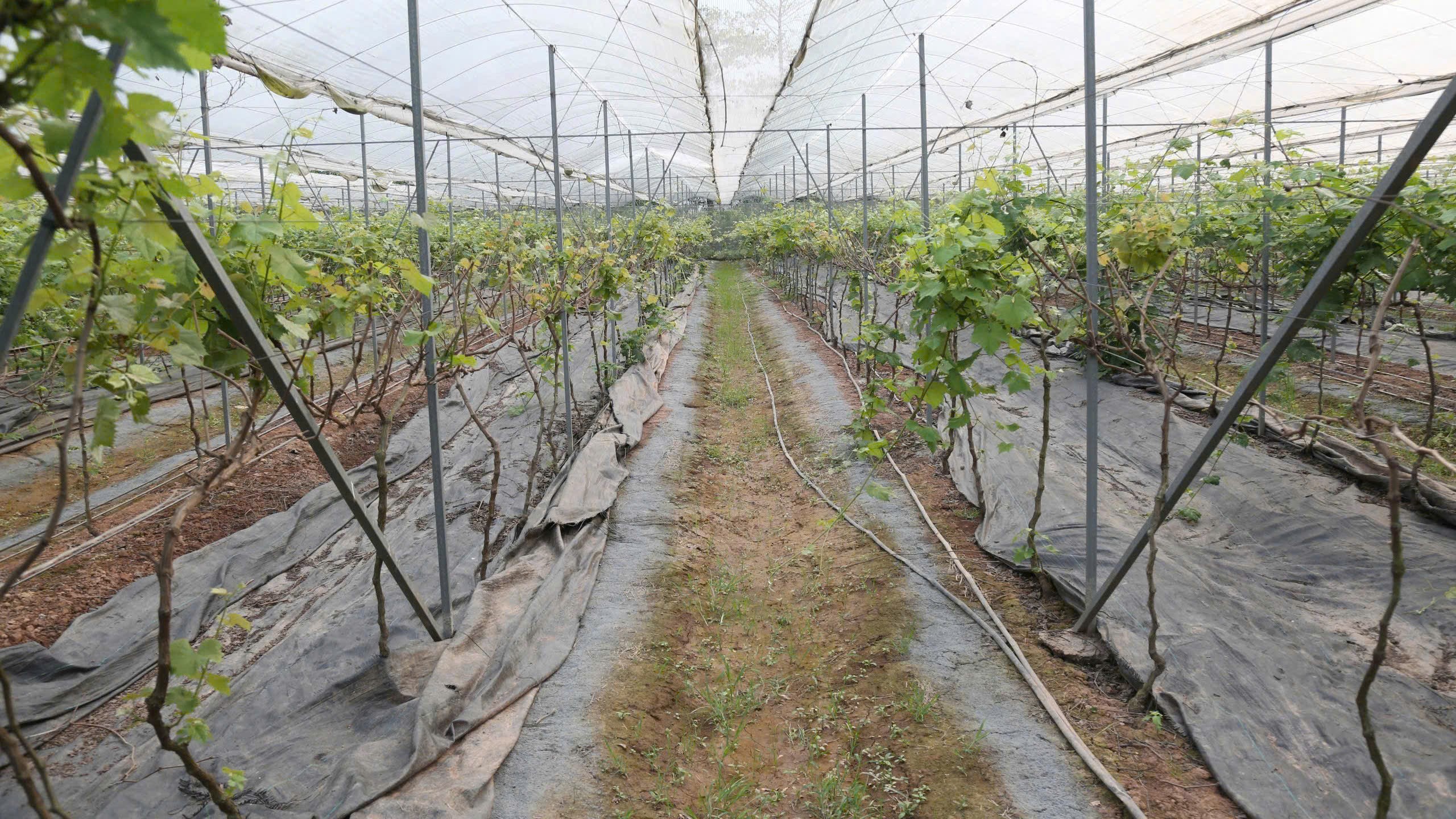 Ngoài 2/3 diện tích vườn là giống hạ đen, anh Lộc còn trồng thêm giống nho sữa để tăng giá trị kinh tế. Anh Vương Đắc Lộc cũng dự tính, nếu thời tiết thuận lợi như mong muốn vườn nho năm nay có thể thu về 10 tấn nho.