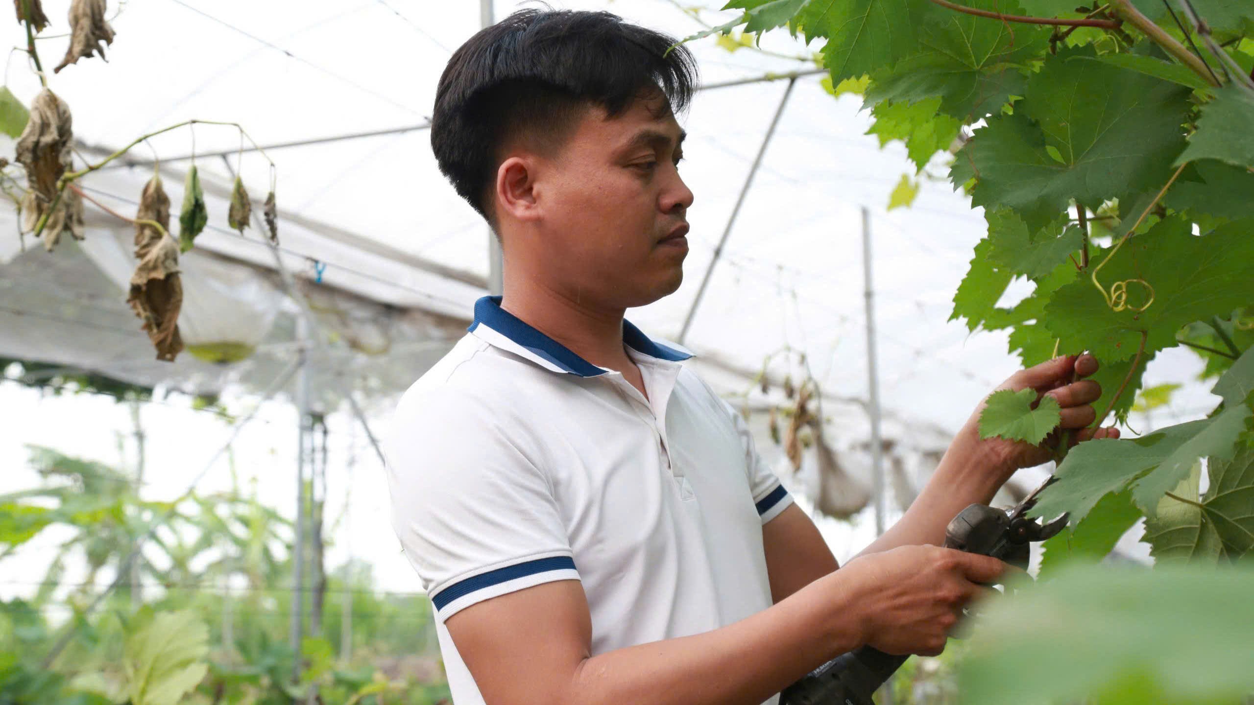 Anh Vương Đắc Lộc, Giám đốc Hợp tác xã Nông nghiệp xứ Đoài gây dựng vườn nho và đầm sen rộng hàng nghìn mét vuông ngay trong đại dịch COVID - 19.