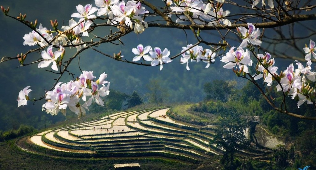 Hoa ban Tây Bắc