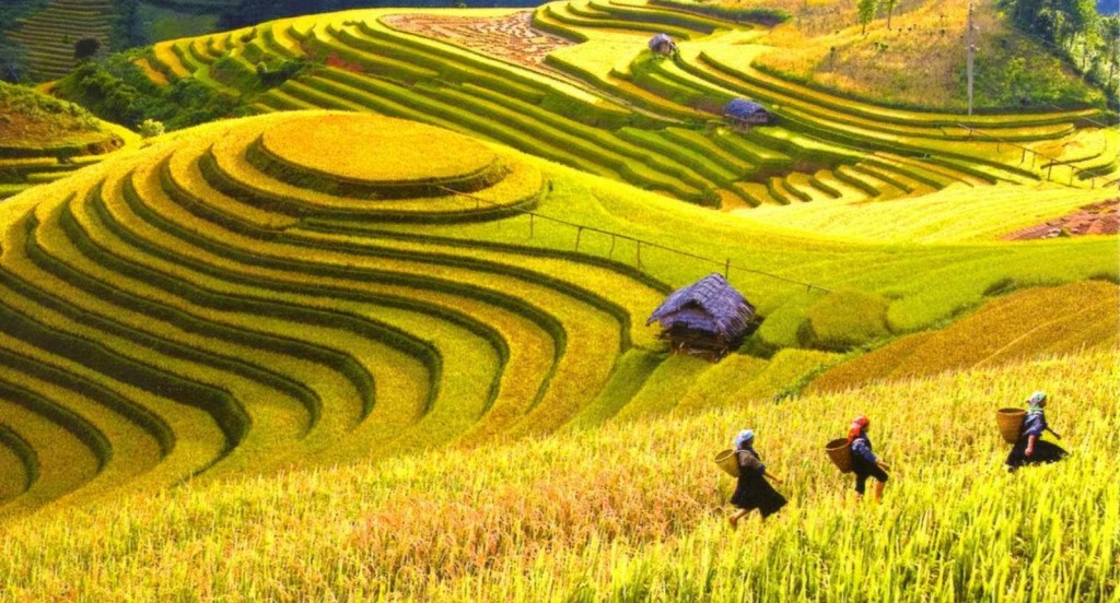 Mùa vàng Tây Bắc
