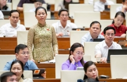 Hàng trăm nghìn nông dân trồng dừa lo lắng khi áp thuế nước ngọt