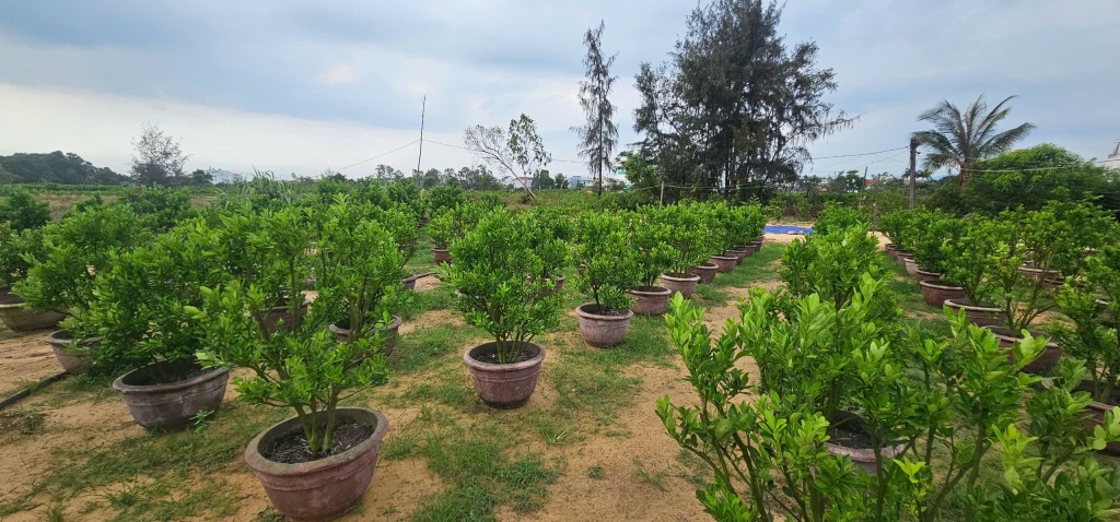Khu dân cư 
